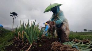Nilai Tukar Petani Sulawesi Utara Kembali Merosot 2,14 Persen, Tren Turun Sudah 3 Bulan
